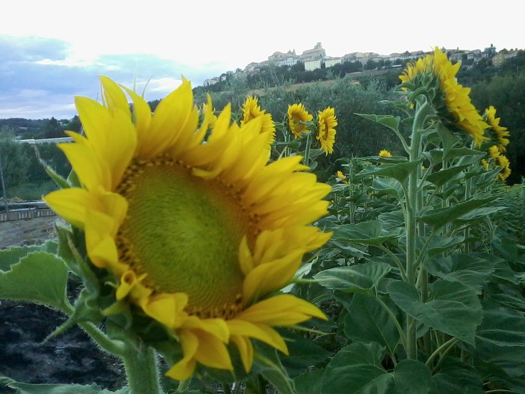 Bed And Breakfast Aratro & Rosmarino Civitanova Marche Luaran gambar